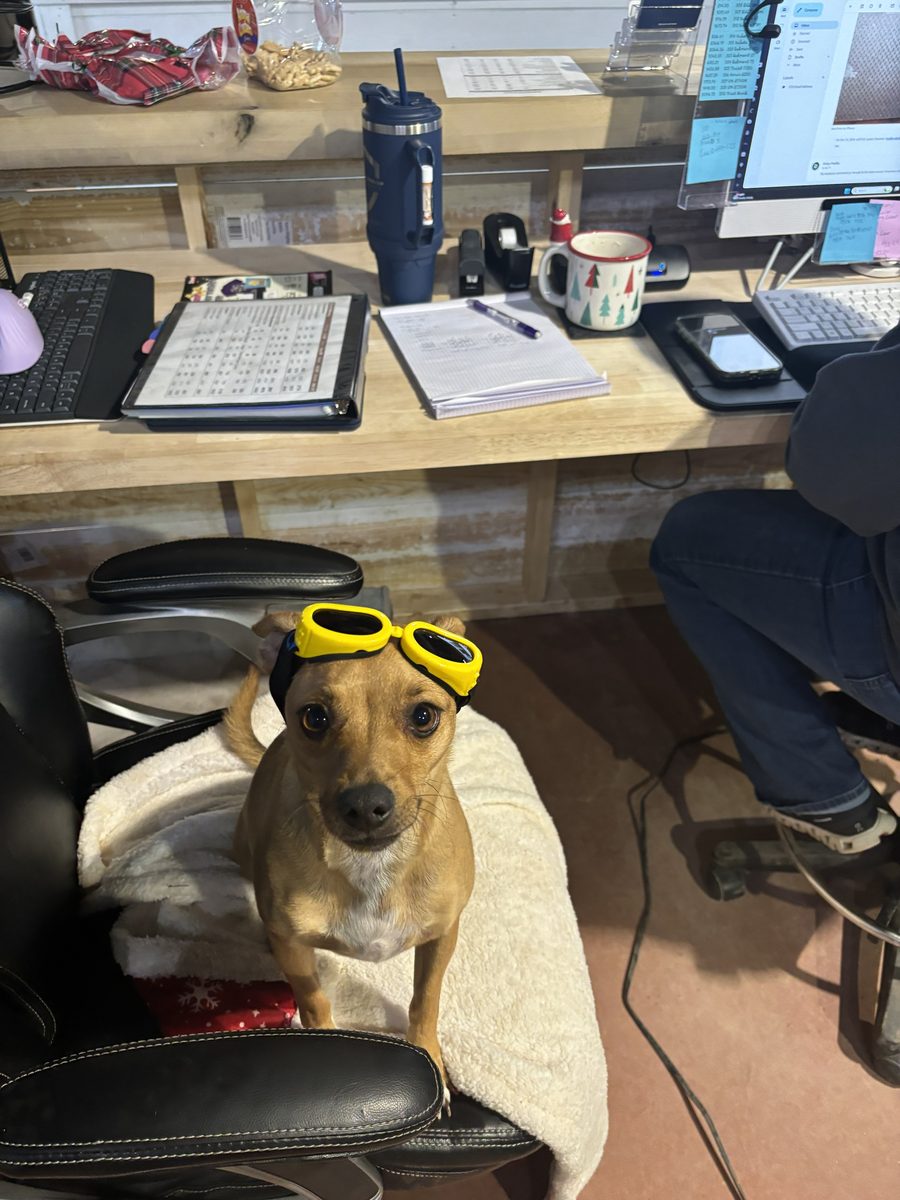 Pickle the shop dog wearing goggles, holding down an office chair